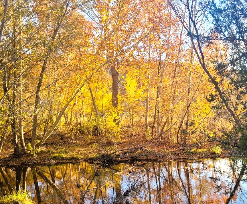 Fall Colors in Arizona 