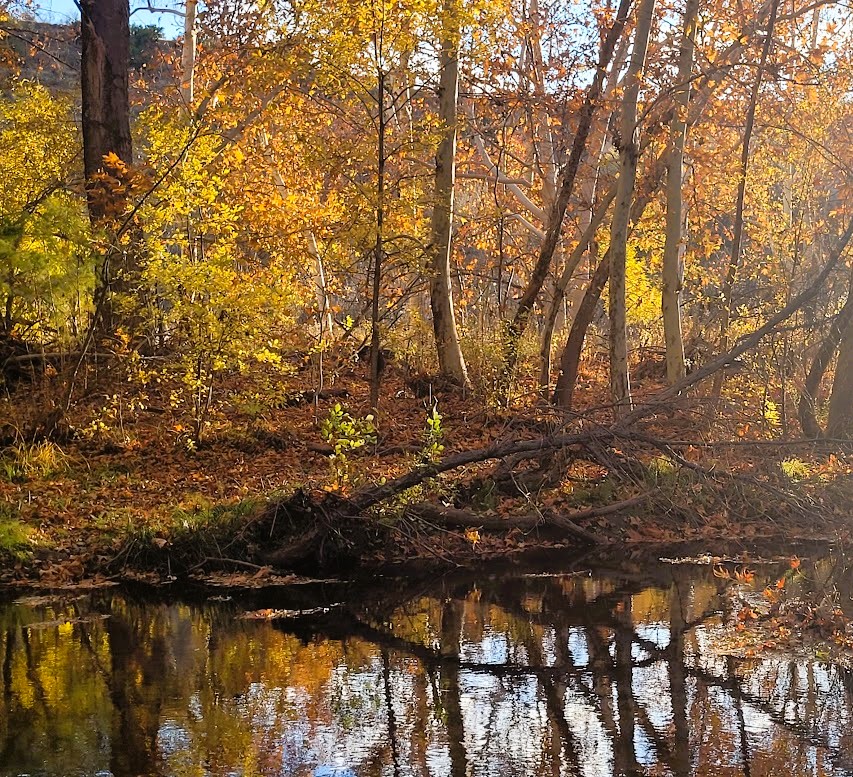 Camp Verde Fall Colors