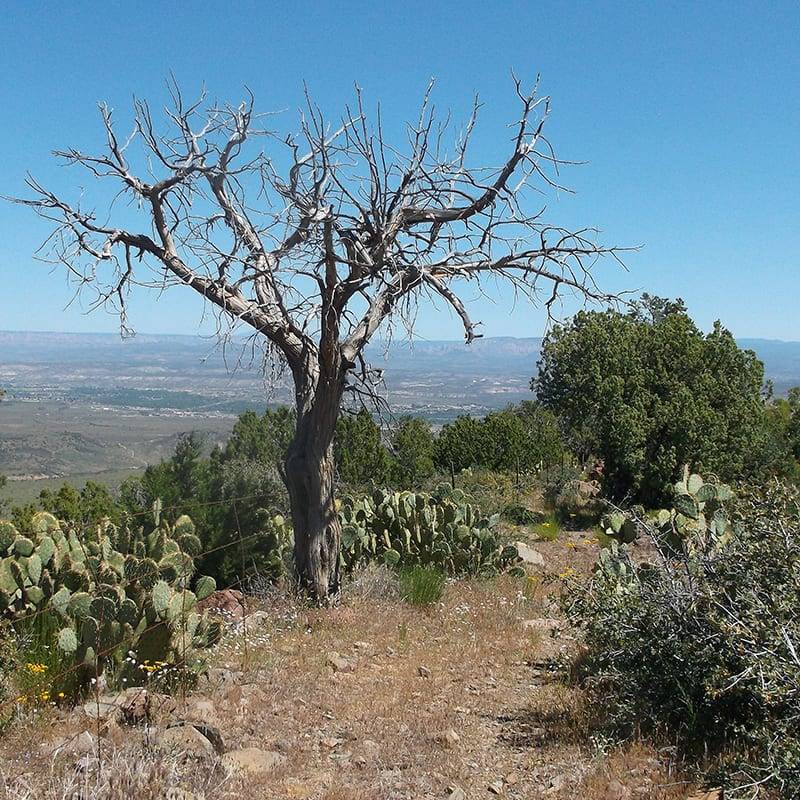 Ryal Canyon Trail