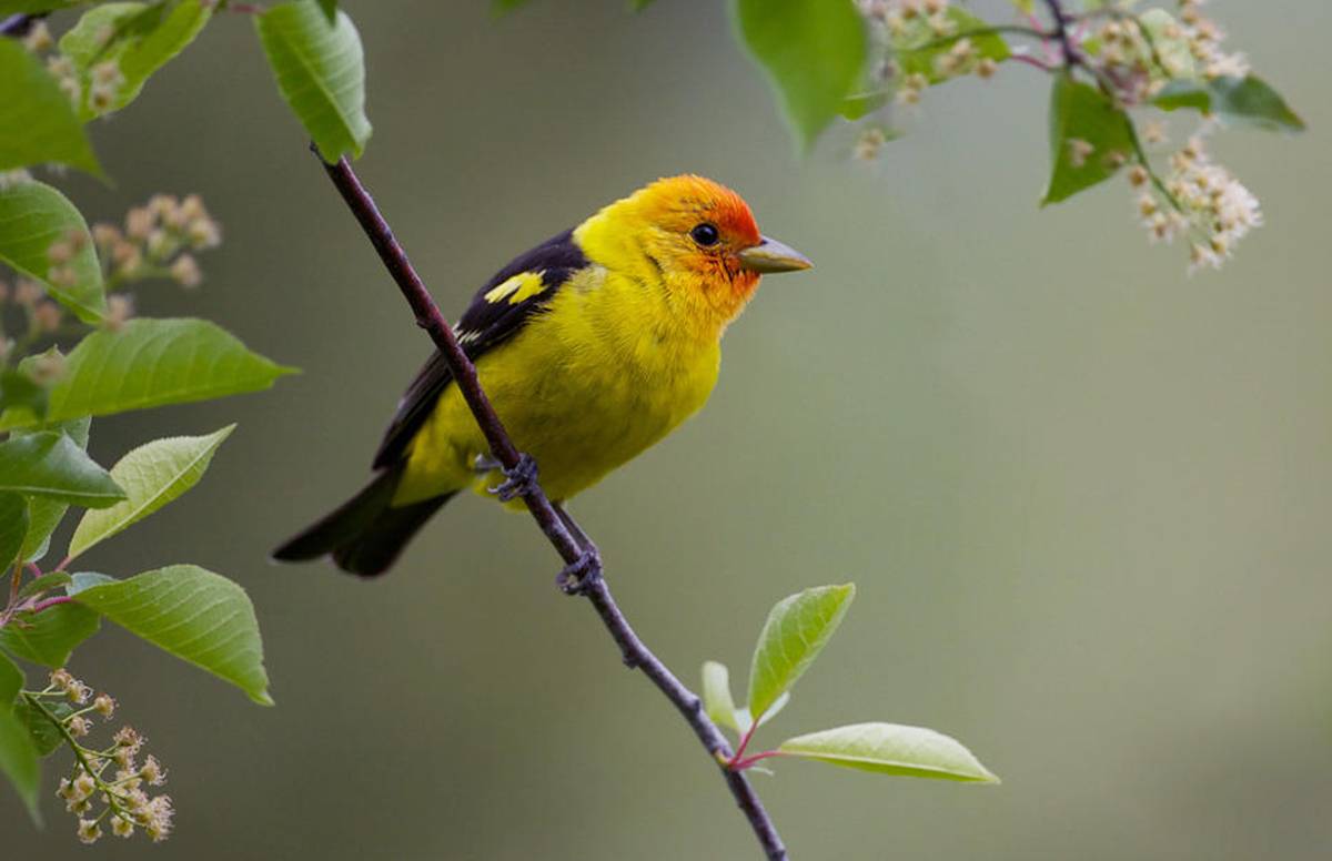 Birding in Camp Verde